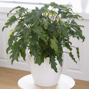 Philodendron Xanadu