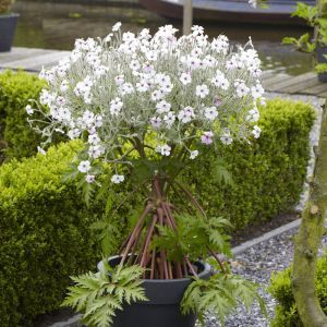 Geranium maderense White