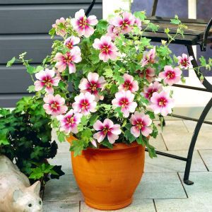 Lavatera maritima
