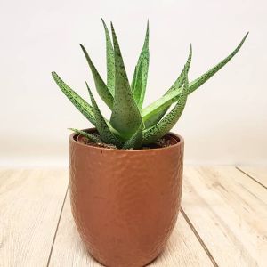 Aloe Variegata