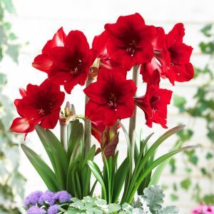 Amaryllis Rapido