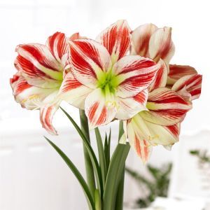 Amaryllis Ambiance V2