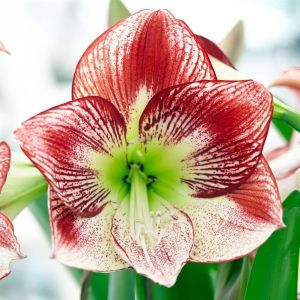 Amaryllis Flamenco Queen V2