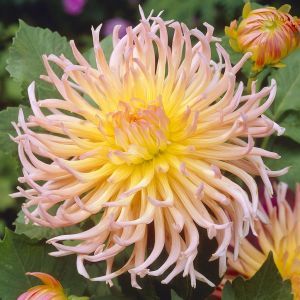 Dahlia Apricot Star