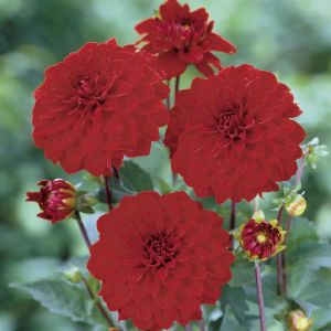 Dahlia Gallery Singer