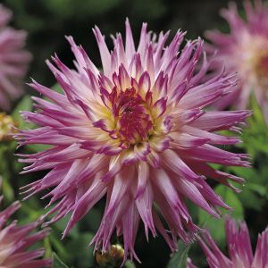 Dahlia Popular Guest