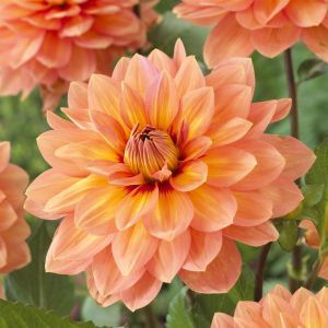 Dahlia Nicholas