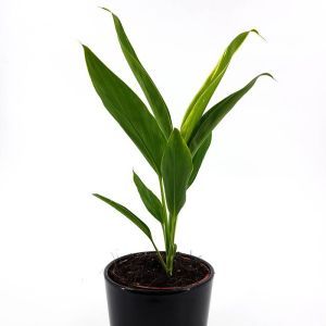 Cordyline Geluksplant fruticosa Conga