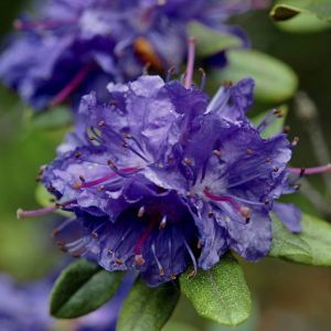 Rhododendron Russatum