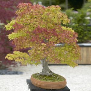 Bonsai acer Orange Dream