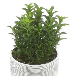 Euonymus japonicus Green Spire 15 cm pot