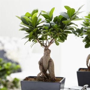 Bonsai Ficus Ginseng