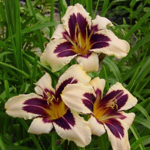 Hemerocallis Wild Horses