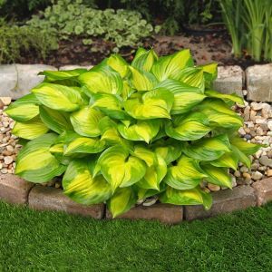 Hosta Lakeside Banana Bay