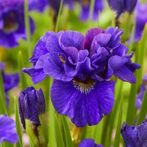 Iris sibirica Concord Crush x 3