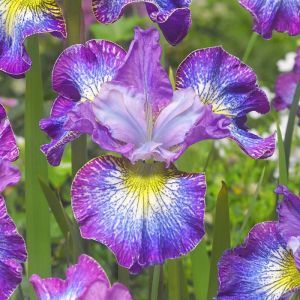 Iris sibirica How Audacious