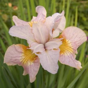 Iris sibirica Lemon Veil x 3