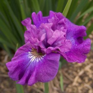 Iris sibirica Rosy Bows