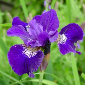 Iris sibirica Shirley Pope x 3