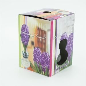 Paarse Hyacinth met glas