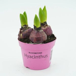 Roze Hyacinthen op pot