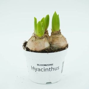 Witte Hyacinthen op pot