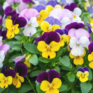 viola cornuta visi184104