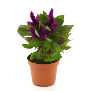 Paarse Celosia