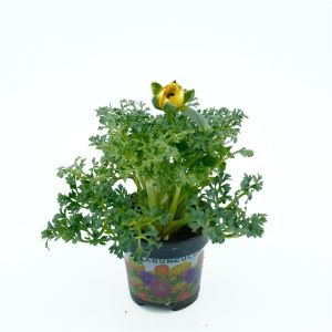Yellow Ranunculus