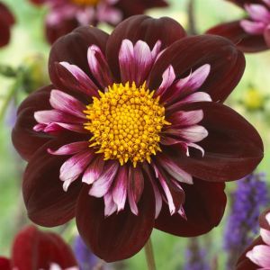 Dahlia Joyful Investment