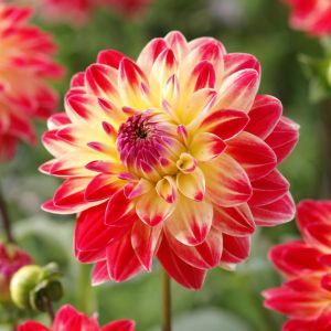 Dahlia Sights of Summer