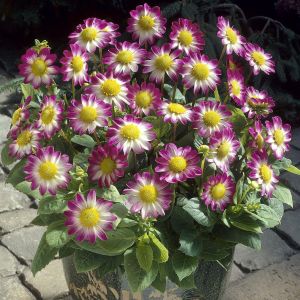 Dahlia topmix Sweetheart