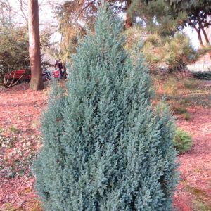 Juniperus Communis Arnold (Jeneverbes)