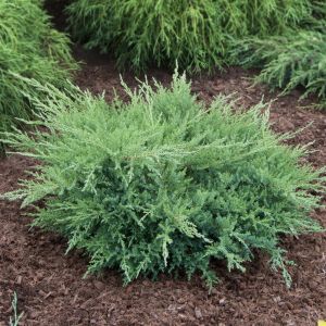 Juniperus Pfitzeriana Compacta