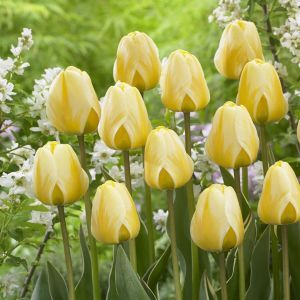 Tulipa Cream Cocktail