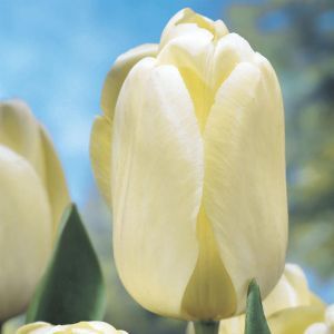 Tulipa Ivory Floradale