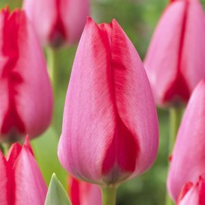 Tulipa Trick