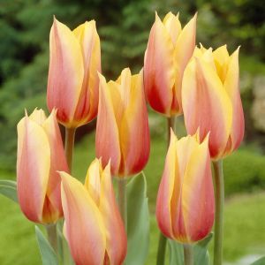 Tulipa Blushing Beauty