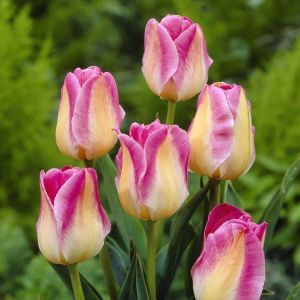 Tulipa Blushing Bride