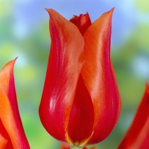 Tulipa Temple's Favourite