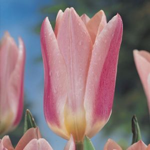 Tulipa Rosy Dream