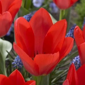 Tulipa Solva