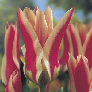 Tulipa Zombie