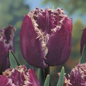 Tulipa American Eagle