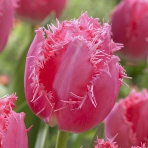 Tulipa Cacharel