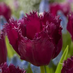 Tulipa Gorilla