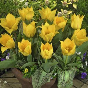 Tulipa Chopin
