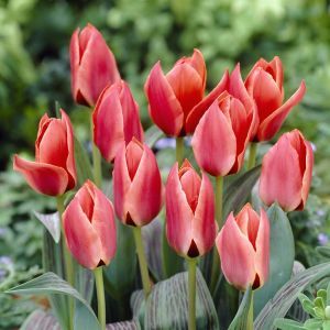 Tulipa Diantha