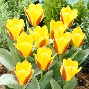 Tulipa First Love