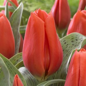 Tulipa Giant Orange Sunrise